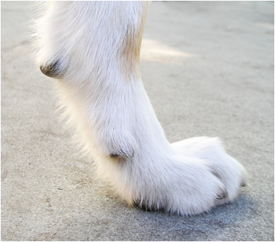 do dog breeders remove dew claws