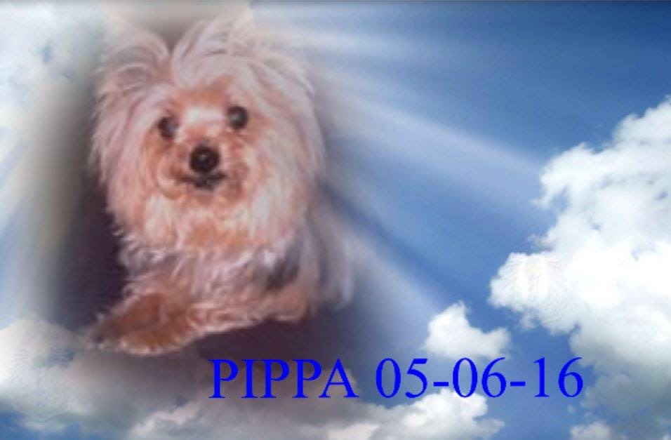 160506 Pippa