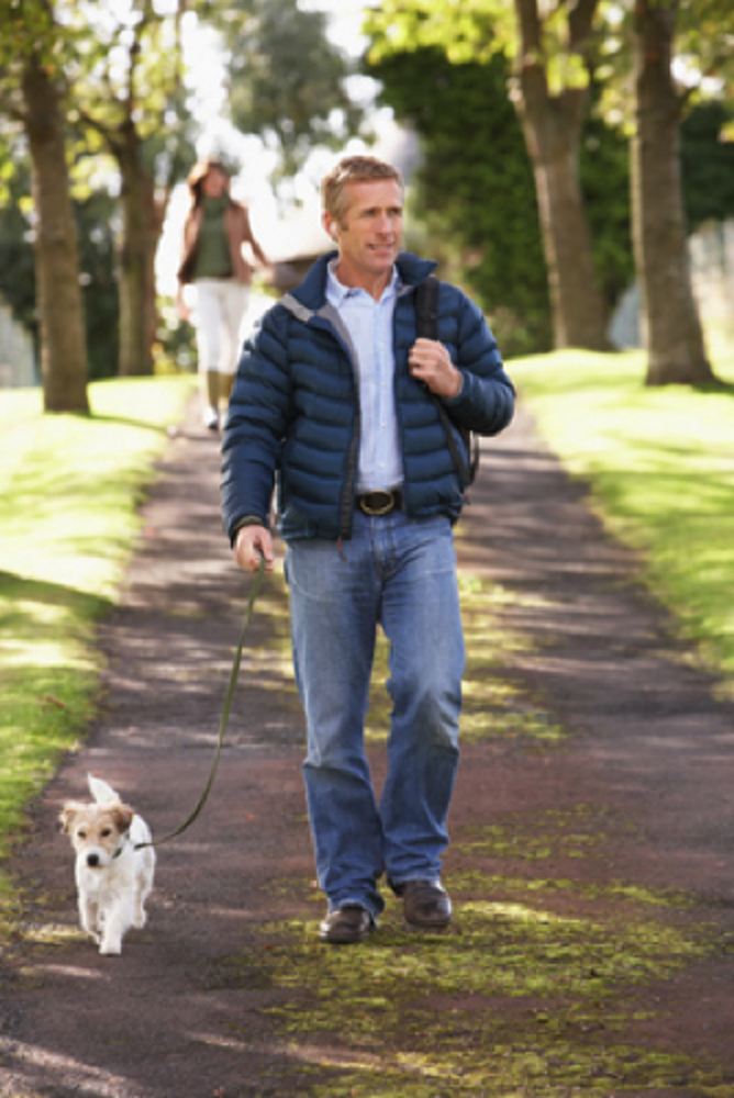 yorkie leash training