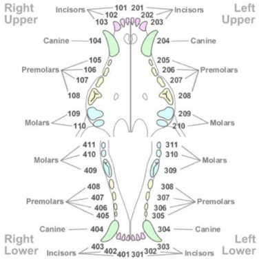 what age do puppies lose canine teeth