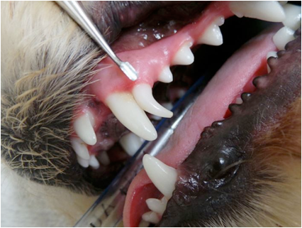 can puppies lose their canine teeth